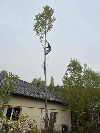 Спил дерево!!! Ағаш кесеміз!!!