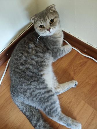 Бесплатно шотландская вислоухая кошечка