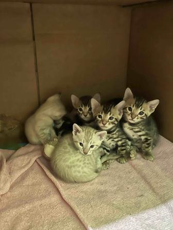 Котята Бенгальские