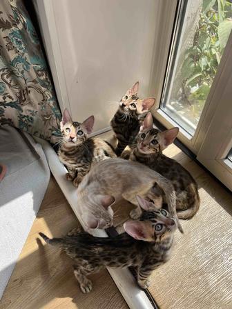 Котята Бенгальские