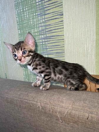 Котята Бенгальские