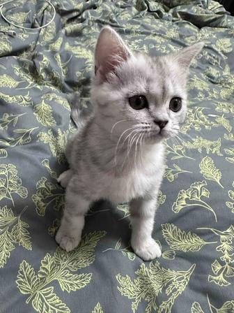 Скоттиш страйт с родословной