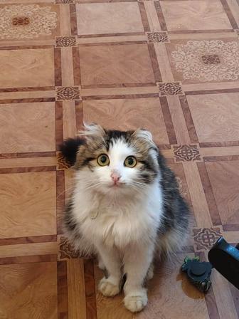 Кошечка в добрые руки