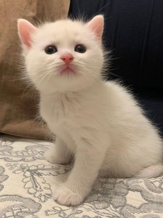 Котенок