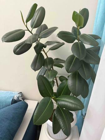 Фикусы, мужское счастье