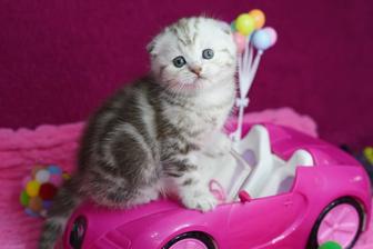 Скоттиш Фолд малыши