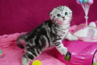 Скоттиш Фолд малыши