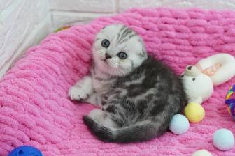 Скоттиш Фолд малыши
