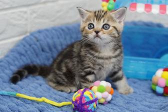 Скоттиш Страйт малыши