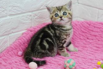 Скоттиш Страйт малыши