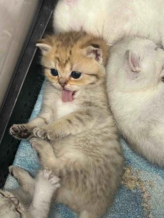 Шиншилла британская золотая