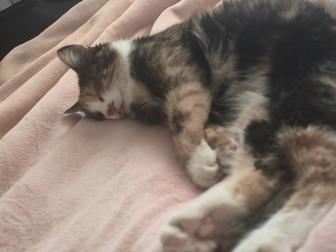 Ласковая кошечка ищет семью