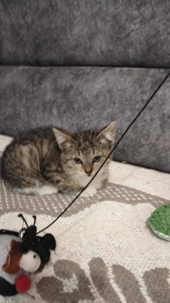 Котенок в хорошие руки