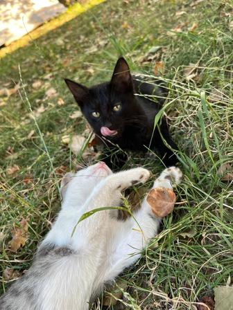 отдам котят даром
