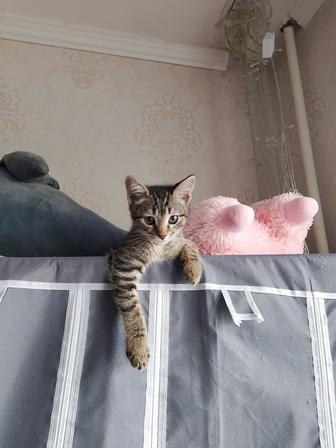 Отдам прекрасного котика