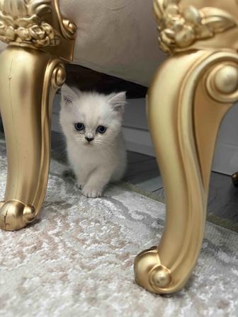 Британские котята окраса серебряные