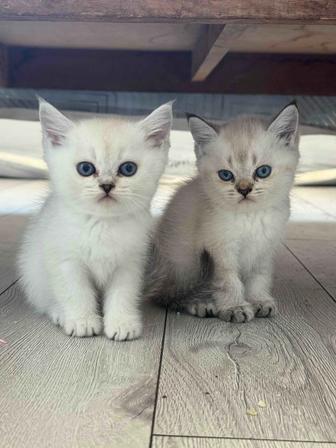 Британские котята окраса серебряные