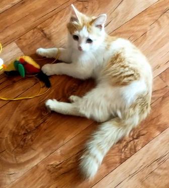 Отдадим котенка в хорошие руки