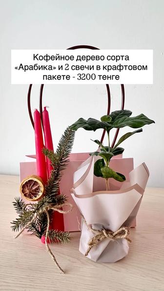 Новогодние подарки с живыми комнатными растениями