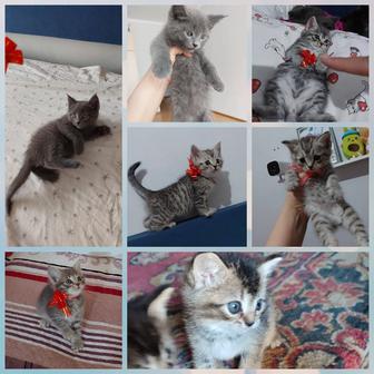 Котята шотландцы 1,5 мес мальчик и девочка