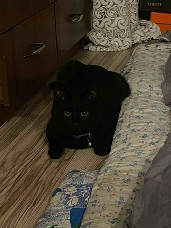 Отдам кота бесплатно