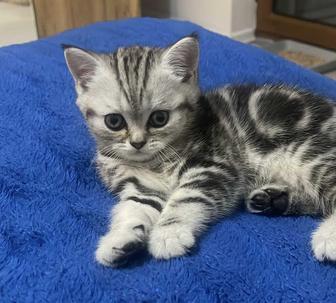 Британские котята