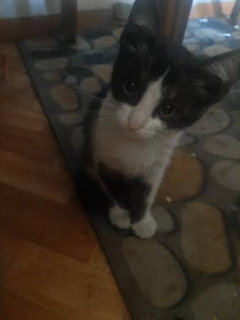 Котенок ищет дом
