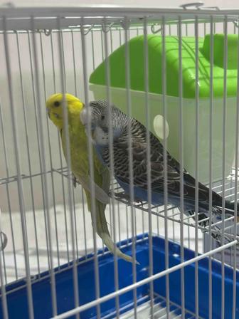 Продам попугаев