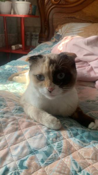 Шотландский веслаухи девочка 7 месяцев