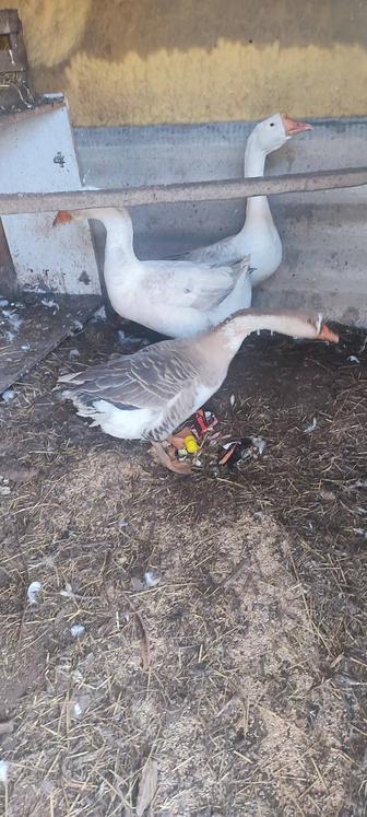 Продам гусей
