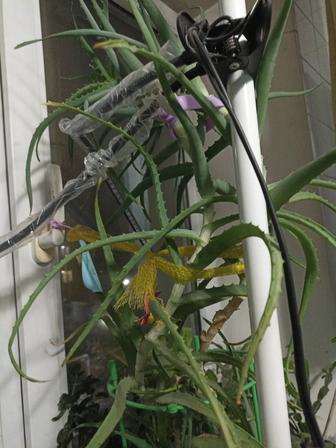 Алоэ без горшка