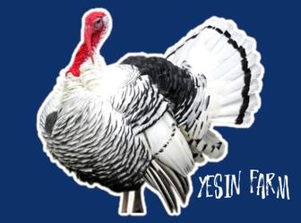 Инкубационные яйца северо кавказских индюков максимум выхода