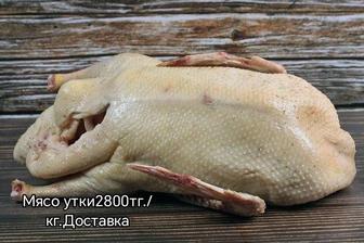 Мясо уток