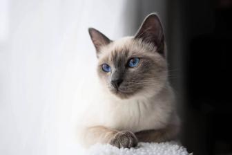 Котенок в семью для любви