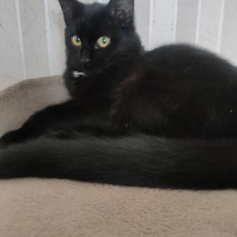 Очаровательный котенок ищет семью