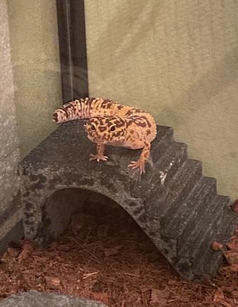 Продам эублефара с террариумом