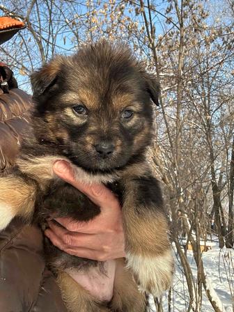 Щенок девчуля