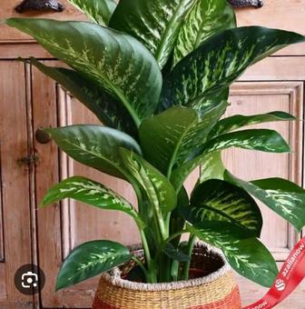 Роскошная Диффенбахия тропический уют в вашем доме!