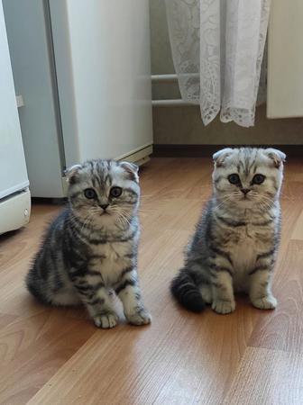 Продается шотландские котята