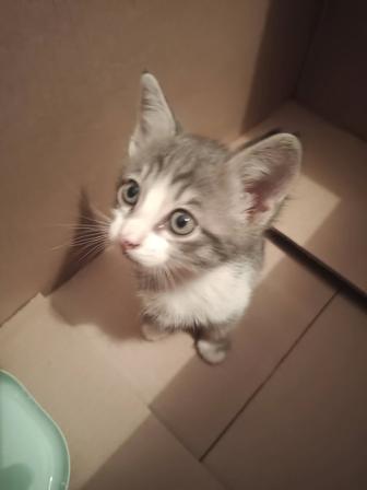 Котенок в добрые руки