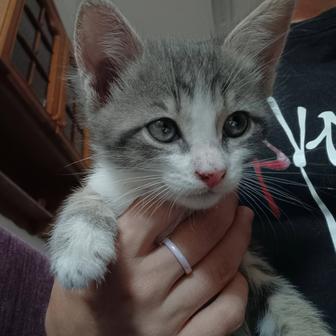 Котенок в добрые руки