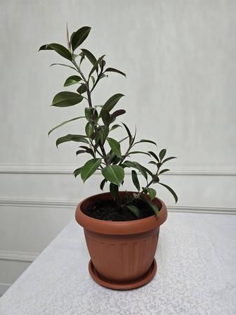 Срочно продам Фикус!