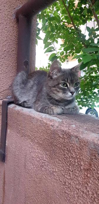 Котенок ищет дом