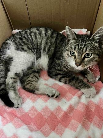 Найден котик