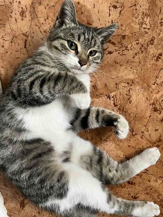 Найден котик