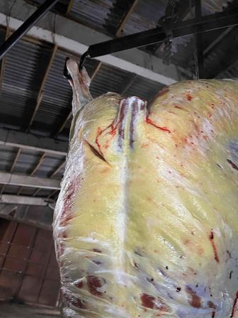 Соғым қашар еті, жабағы еті