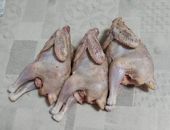 Цыплята домашние. Настоящие.