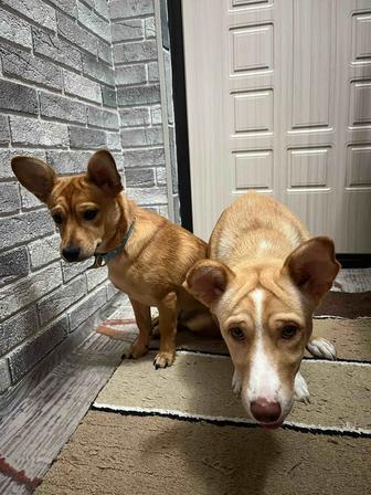 Срочно! Отдам щенков в заботливые руки