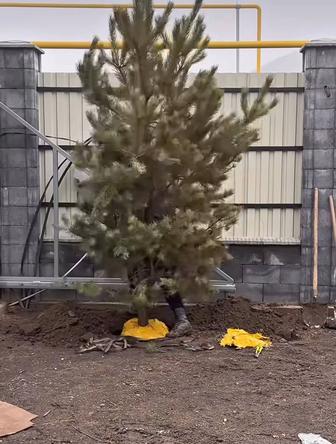 Услуги по Посадке Деревьев