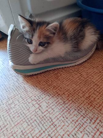 Отдам котят в добрые руки.